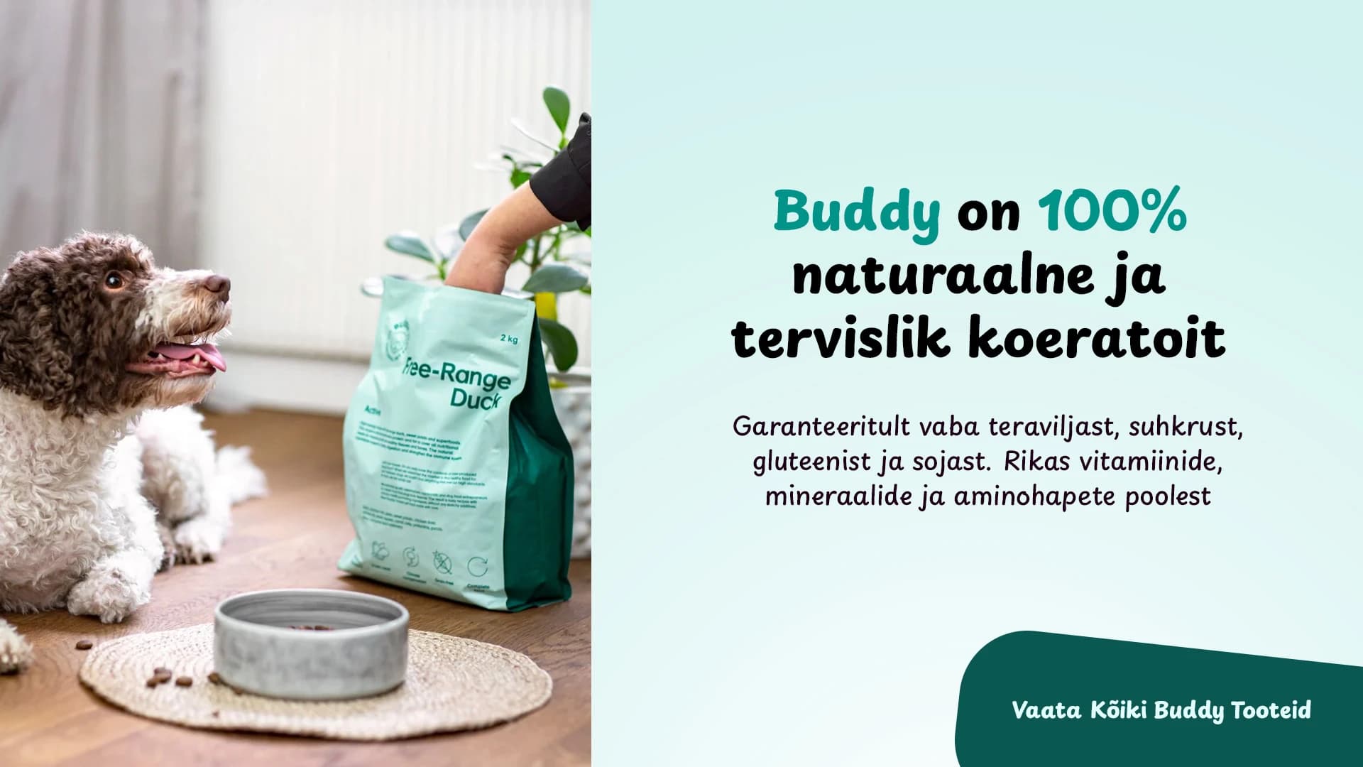 Buddy tooted, koeratoit
